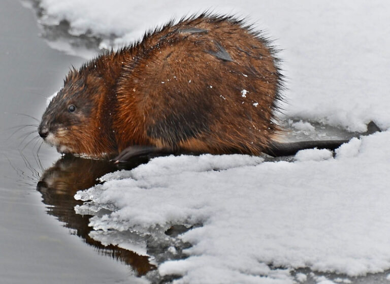 Muskrats